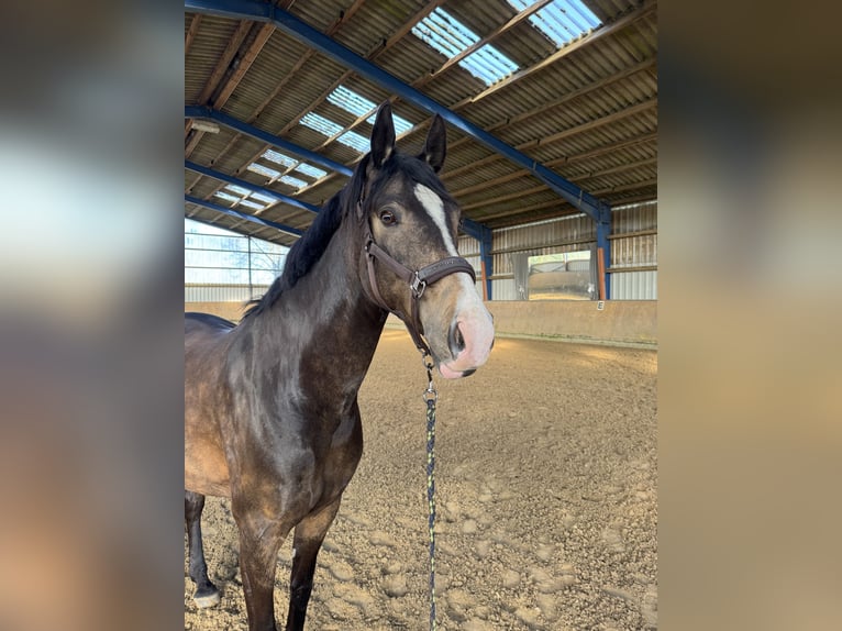 Niemiecki koń wierzchowy Wałach 7 lat 165 cm Jelenia in Dortmund