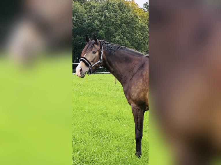 Niemiecki koń wierzchowy Wałach 7 lat 165 cm Jelenia in Dortmund