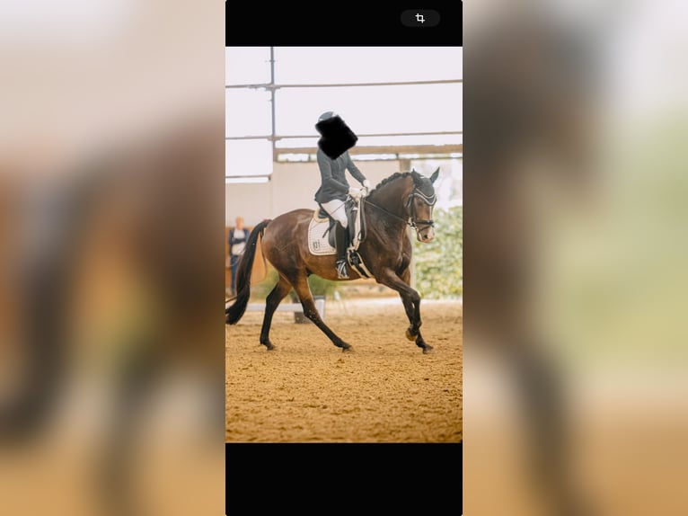 Niemiecki koń wierzchowy Wałach 7 lat 165 cm Jelenia in Dortmund