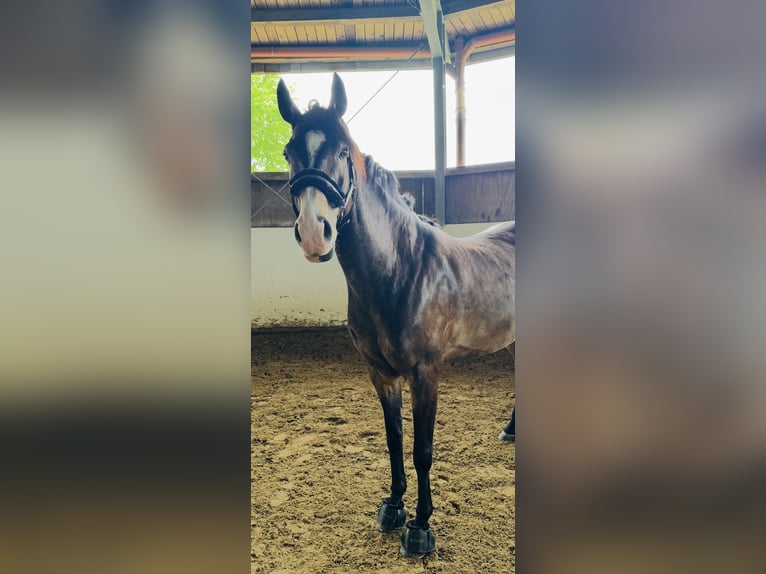 Niemiecki koń wierzchowy Wałach 7 lat 165 cm in Dortmund