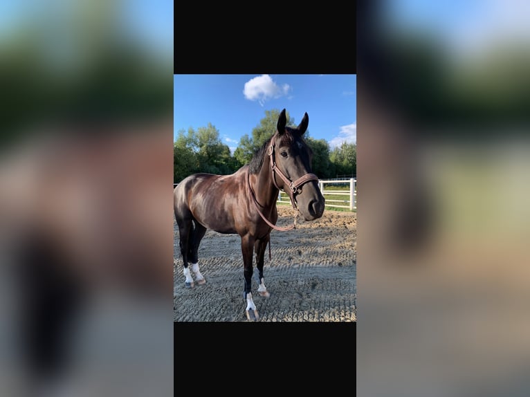 Niemiecki koń wierzchowy Wałach 7 lat 165 cm Skarogniada in Ebreichsdorf