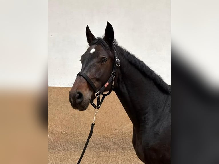 Niemiecki koń wierzchowy Wałach 7 lat 170 cm Ciemnogniada in Burgthann