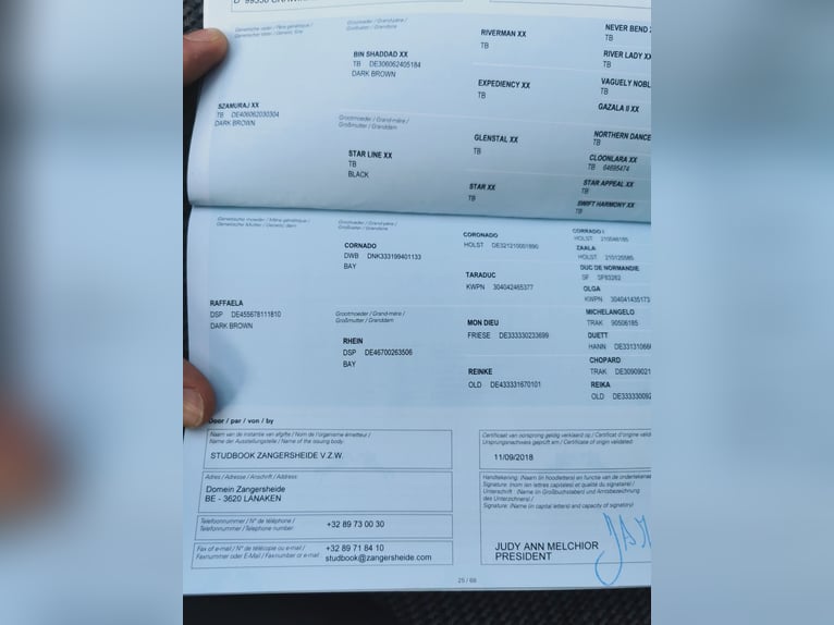 Niemiecki koń wierzchowy Wałach 7 lat 170 cm Gniada in Knetzgau