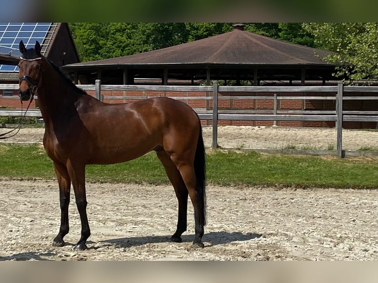 Niemiecki koń wierzchowy Wałach 7 lat 175 cm Gniada in Münster