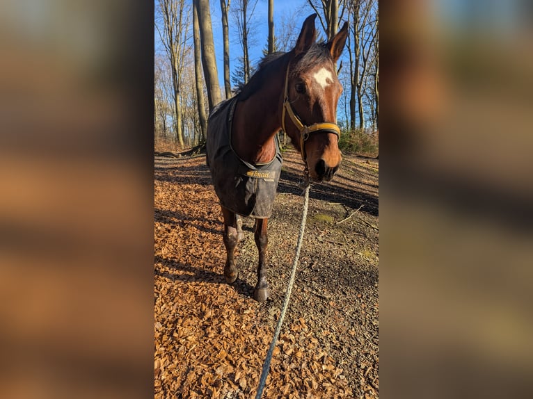 Niemiecki koń wierzchowy Wałach 8 lat 168 cm Gniada in Bielefeld