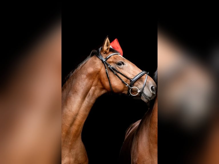 Niemiecki koń wierzchowy Wałach 8 lat 172 cm Gniada in Metelen