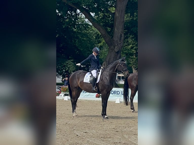 Niemiecki koń wierzchowy Wałach 9 lat 170 cm Gniada in Brake