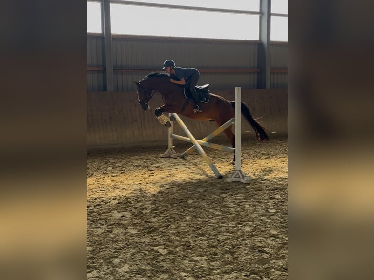 Niemiecki koń wierzchowy Wałach 9 lat 170 cm Gniada in Neukirchen-Vluyn