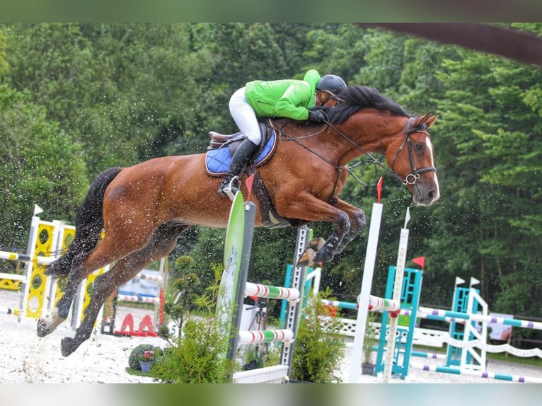 Niemiecki koń wierzchowy Wałach 10 lat 175 cm Gniada in Walshausen