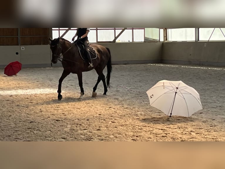 Niemiecki koń wierzchowy Wałach 11 lat 175 cm Kara in Jüterbog