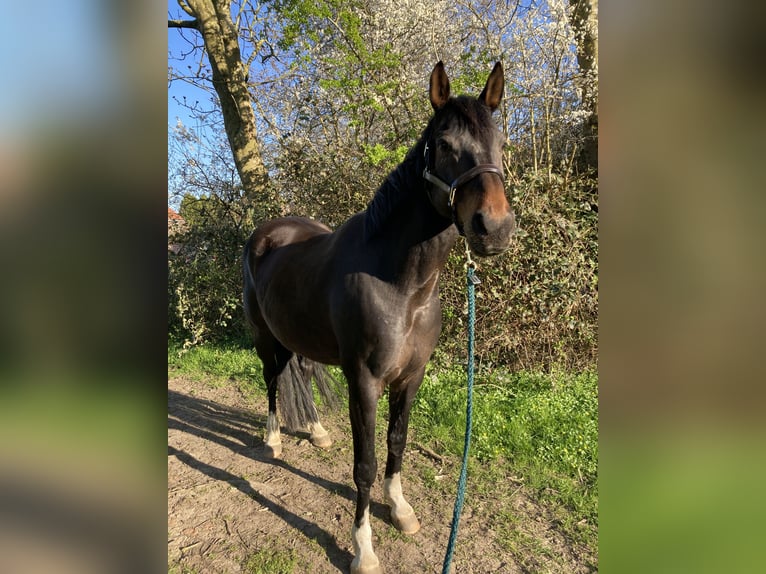 Niemiecki koń wierzchowy Wałach 12 lat 165 cm Ciemnogniada in Issum