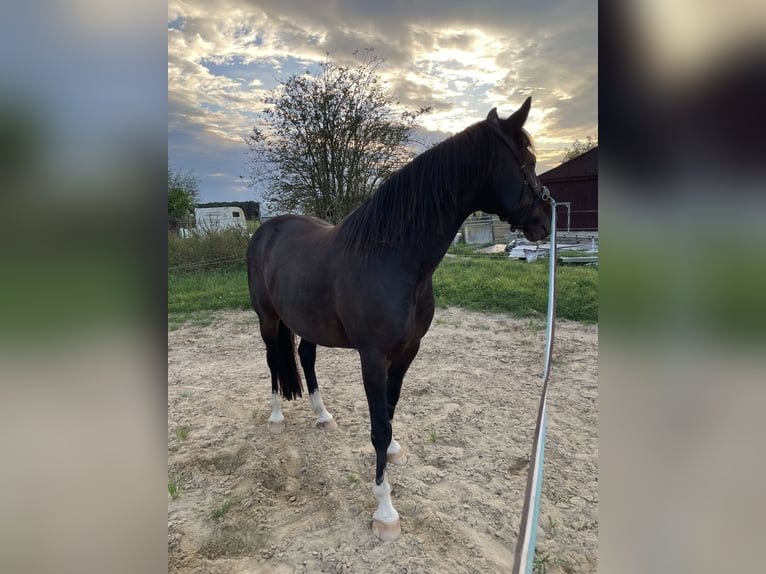 Niemiecki koń wierzchowy Wałach 12 lat 165 cm Ciemnogniada in Issum