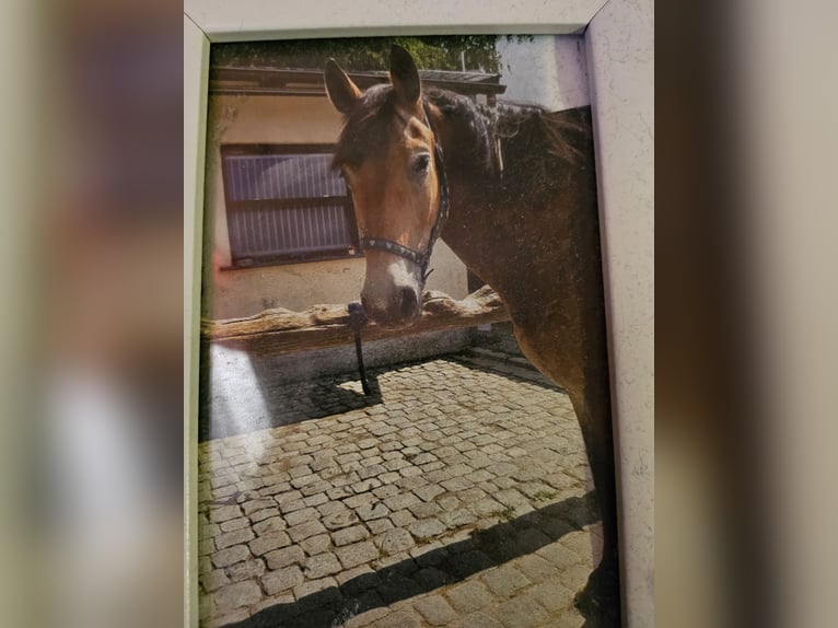 Niemiecki koń wierzchowy Mix Wałach 16 lat 172 cm Ciemnogniada in Bendorf