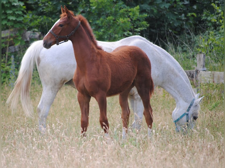 Niemiecki koń wierzchowy Wałach 2 lat Kasztanowata in Crivitz