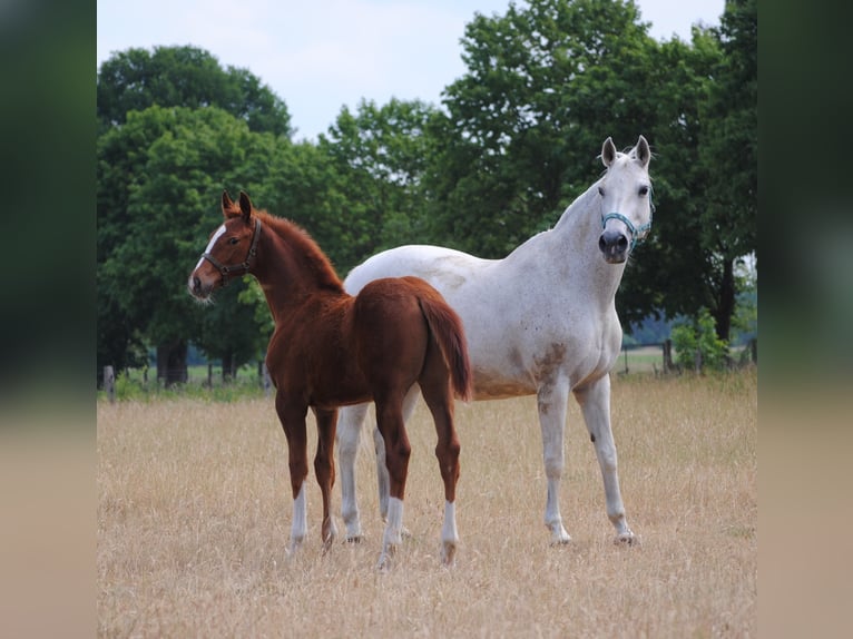 Niemiecki koń wierzchowy Wałach 2 lat Kasztanowata in Crivitz