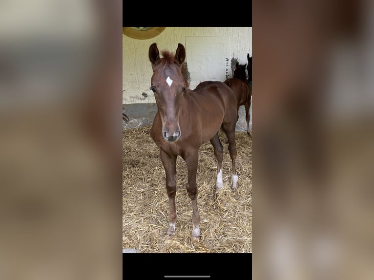 Niemiecki koń wierzchowy Wałach 3 lat Ciemnokasztanowata in Bad Salzuflen
