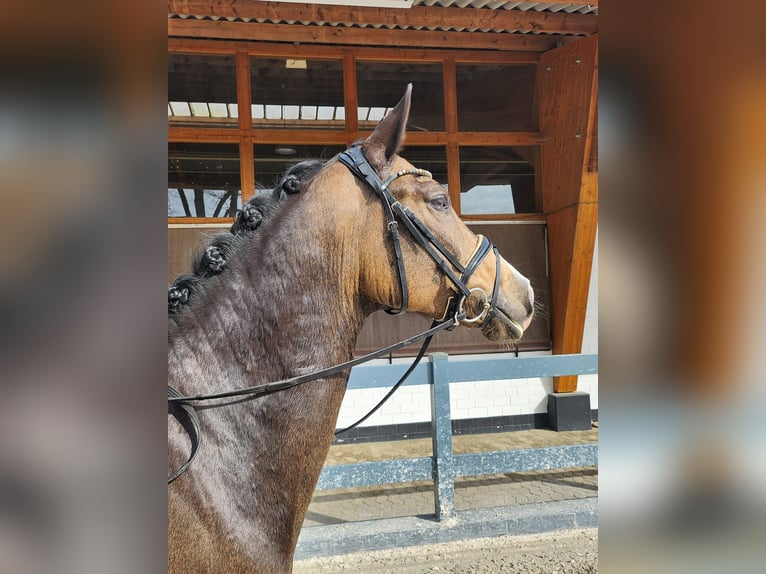 Niemiecki koń wierzchowy Wałach 5 lat 160 cm Bułana in Gifhorn
