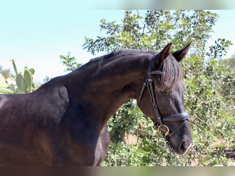 Niemiecki koń wierzchowy Wałach 6 lat 171 cm Kara in Alicante/Alacant