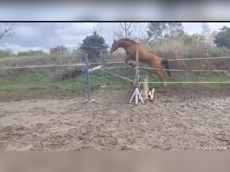 Niemiecki koń wierzchowy Wałach 9 lat 145 cm Kasztanowata in Schkeuditz