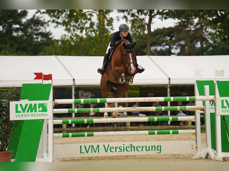 Niemiecki koń wierzchowy Wałach 9 lat 172 cm Kasztanowata in Dorsten