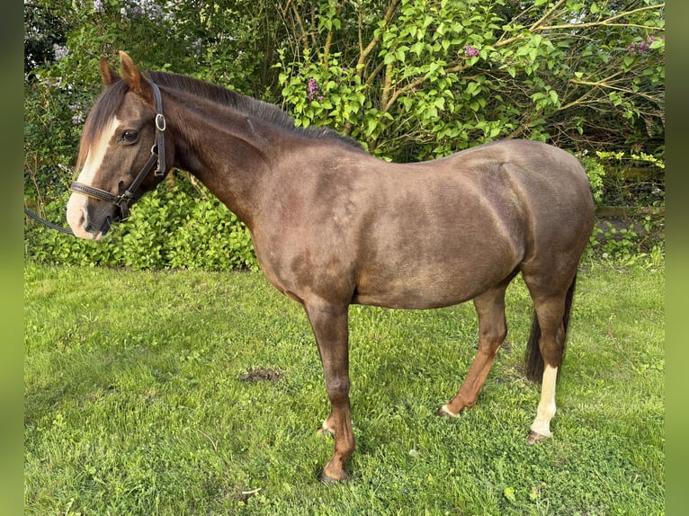 Niemiecki kuc klasyczny Klacz 21 lat 125 cm Ciemnokasztanowata in Stahnsdorf