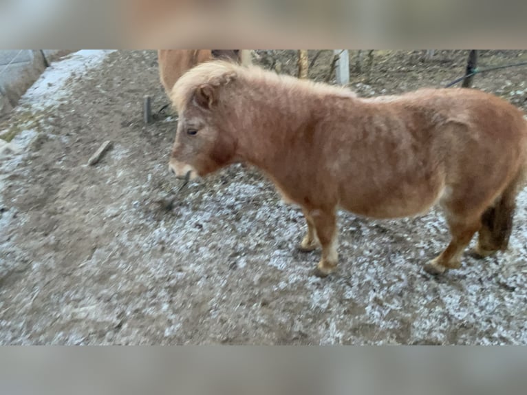 Niemiecki kuc klasyczny Mix Klacz 2 lat 96 cm Kasztanowata in Götzens