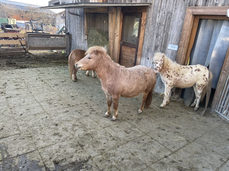 Niemiecki kuc klasyczny Mix Klacz 2 lat 96 cm Kasztanowata in Götzens