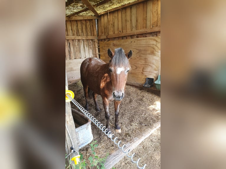 Niemiecki kuc klasyczny Klacz 9 lat 107 cm Tarantowata in München