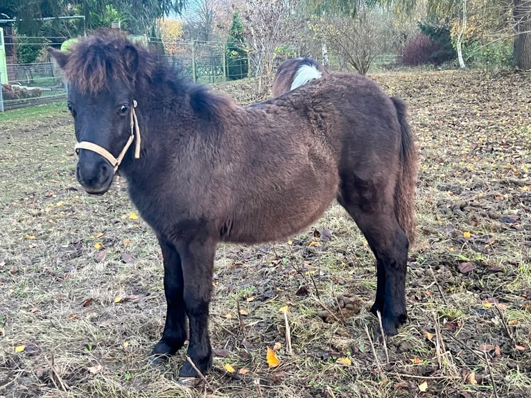 Niemiecki kuc klasyczny Ogier Źrebak (05/2025) 110 cm Tarantowata in Grimmen