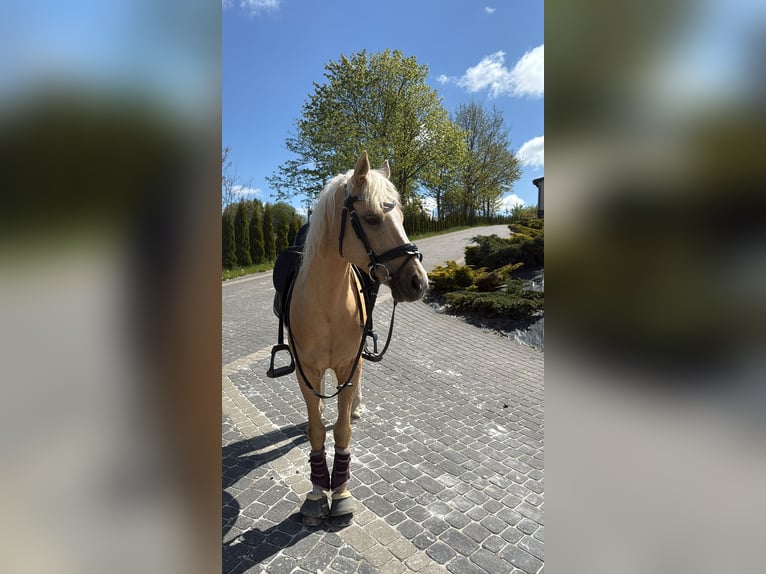 Niemiecki kuc klasyczny Wałach 15 lat 137 cm Izabelowata in Gdańsk