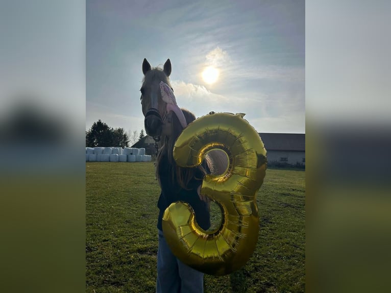Niemiecki kuc klasyczny Wałach 15 lat 137 cm Izabelowata in Gdańsk
