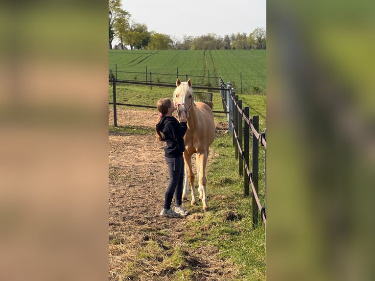 Niemiecki kuc klasyczny Wałach 15 lat 137 cm Izabelowata in Gdańsk