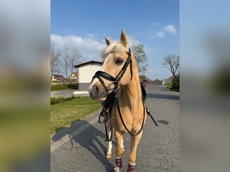 Niemiecki kuc klasyczny Wałach 15 lat 137 cm Izabelowata in Gdańsk