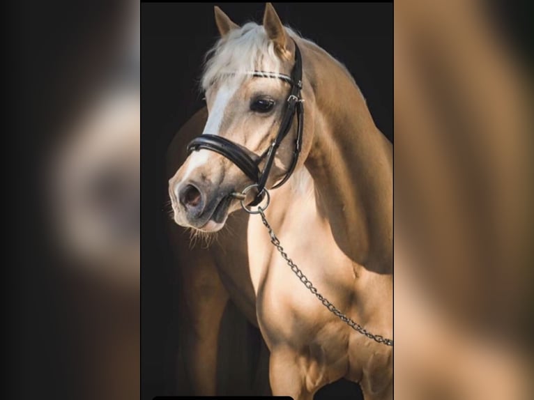 Niemiecki kuc klasyczny Wałach 15 lat 137 cm Izabelowata in Gdańsk
