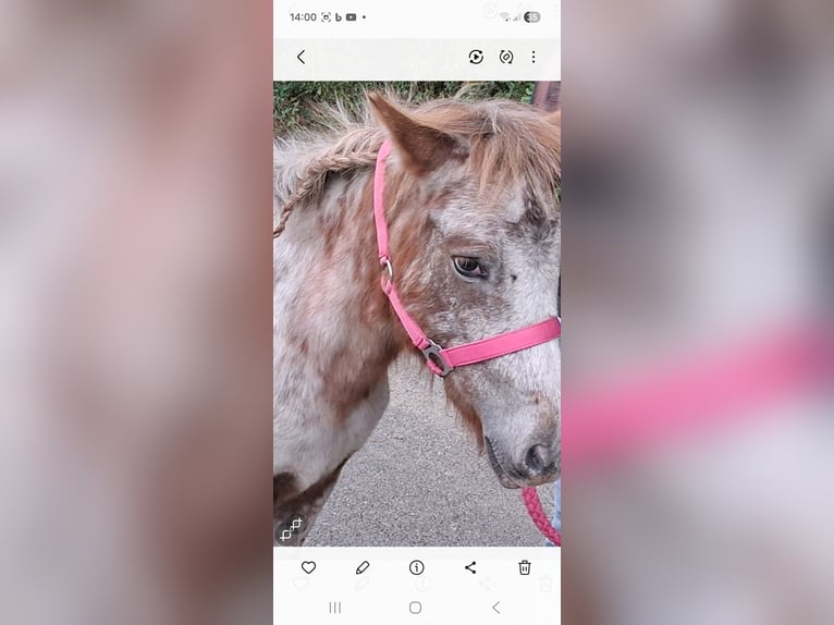 Niemiecki kuc klasyczny Mix Wałach 3 lat 110 cm in Eschweiler