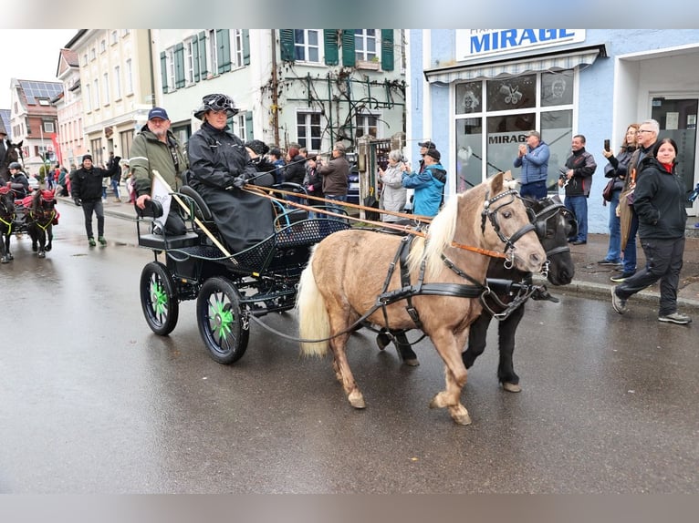 Niemiecki kuc klasyczny Wałach 9 lat  in Ichenhausen