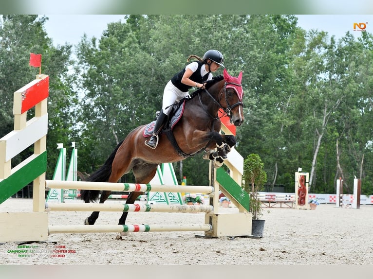 Niemiecki kuc klasyczny Wałach 17 lat 148 cm Gniada in Alessandria