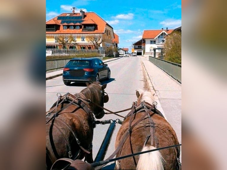 Niemiecki kuc klasyczny Wałach 8 lat 115 cm Kasztanowata in Freilassing