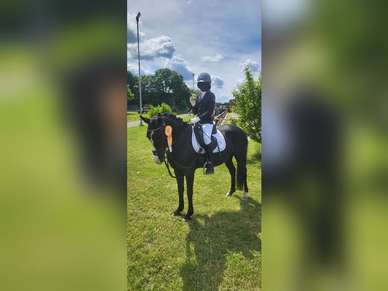 Niemiecki kuc wierzchowy Mix Klacz 10 lat 138 cm Kara in Hamburg