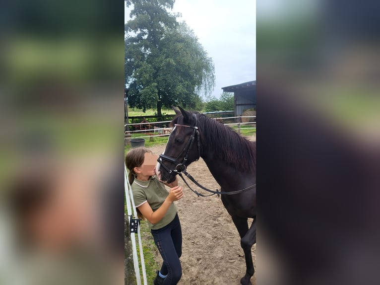 Niemiecki kuc wierzchowy Mix Klacz 10 lat 138 cm Kara in Hamburg