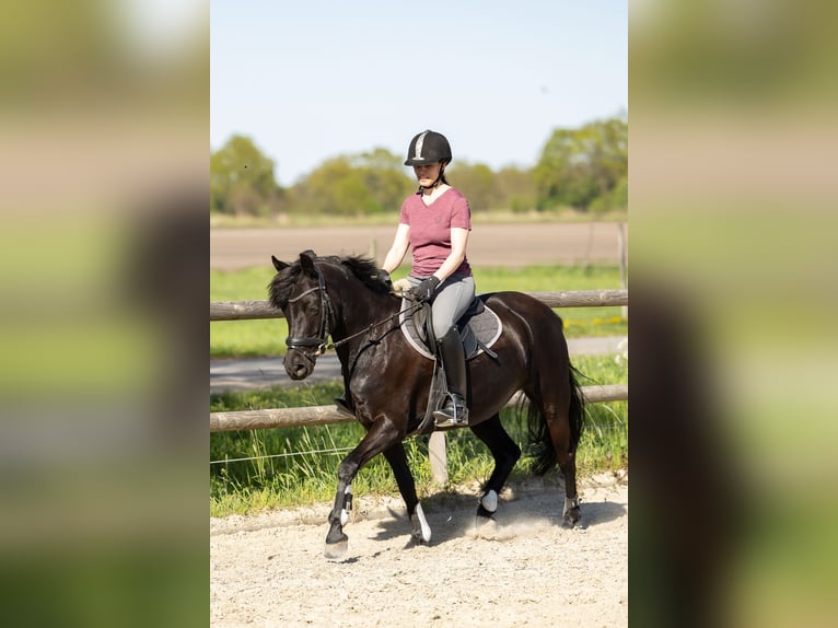 Niemiecki kuc wierzchowy Klacz 10 lat 140 cm Kara in Bremen