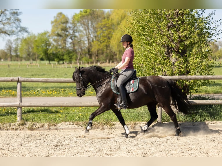 Niemiecki kuc wierzchowy Klacz 10 lat 140 cm Kara in Bremen