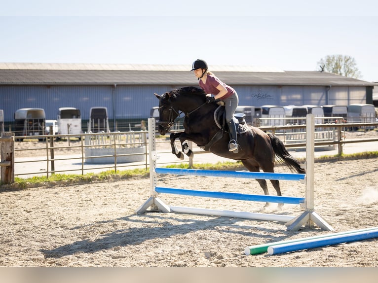 Niemiecki kuc wierzchowy Klacz 10 lat 140 cm Kara in Bremen