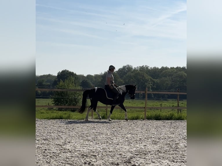 Niemiecki kuc wierzchowy Klacz 10 lat 140 cm Srokata in Aachen