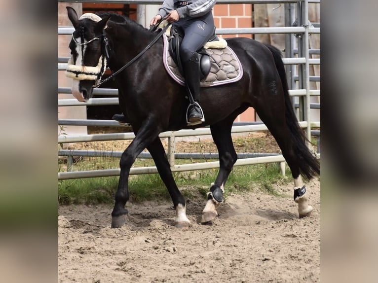Niemiecki kuc wierzchowy Mix Klacz 10 lat 143 cm Kara in Münster