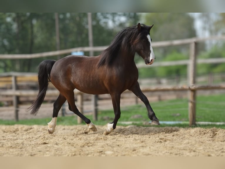 Niemiecki kuc wierzchowy Mix Klacz 10 lat 143 cm Kara in Münster