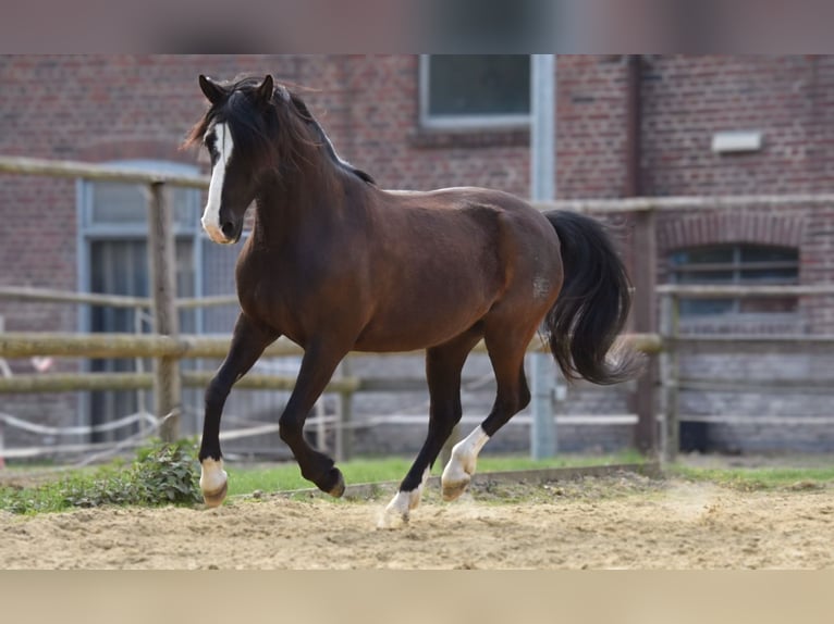 Niemiecki kuc wierzchowy Mix Klacz 10 lat 143 cm Kara in Münster