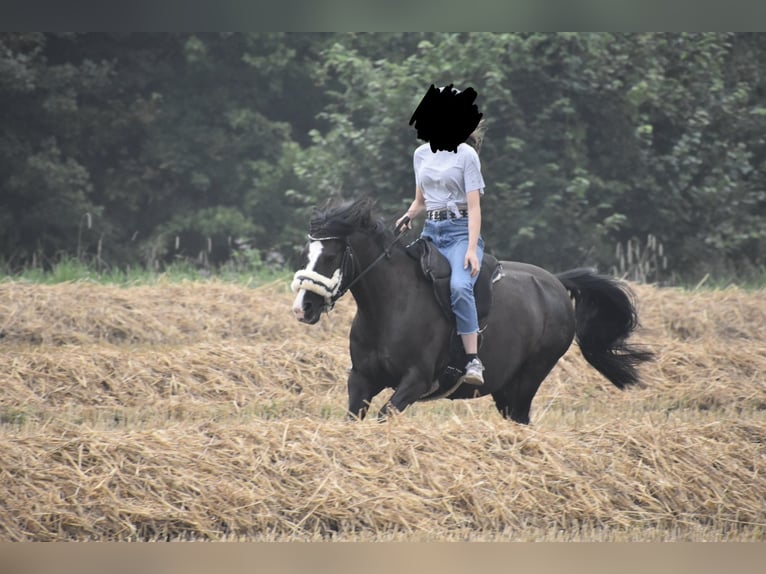 Niemiecki kuc wierzchowy Mix Klacz 10 lat 143 cm Kara in Münster