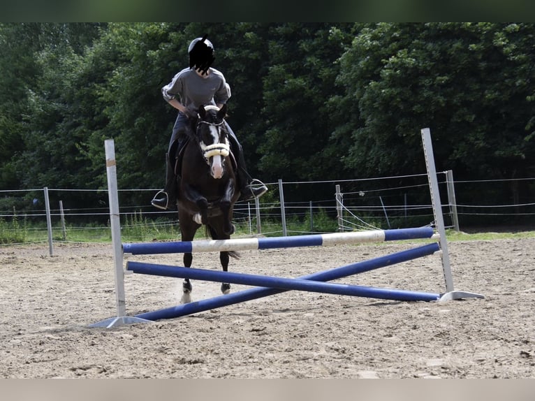 Niemiecki kuc wierzchowy Mix Klacz 10 lat 143 cm Kara in Münster
