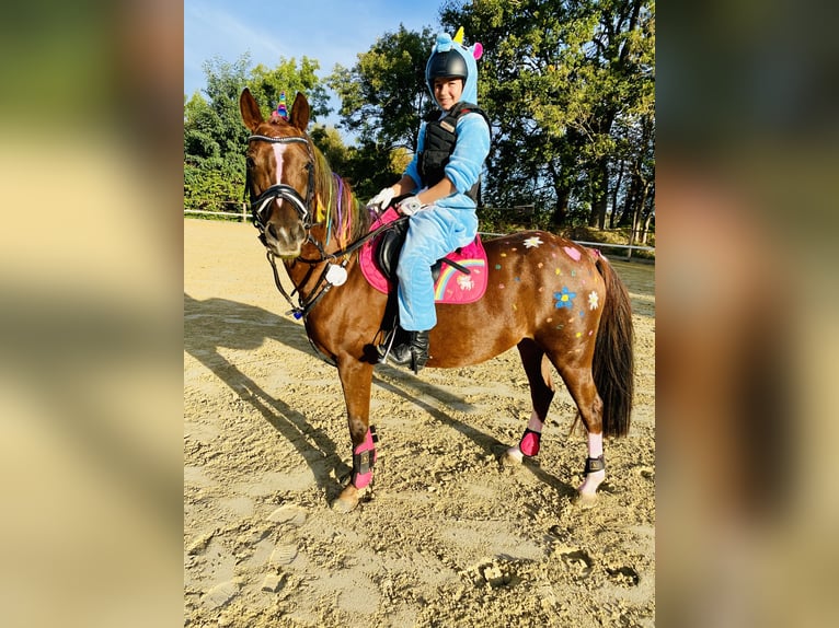 Niemiecki kuc wierzchowy Klacz 10 lat 144 cm Ciemnokasztanowata in Wendeburg